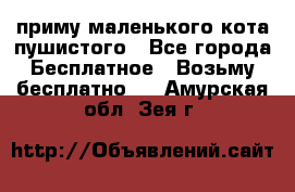 приму маленького кота пушистого - Все города Бесплатное » Возьму бесплатно   . Амурская обл.,Зея г.